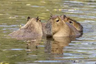 Wasserschweine baden im Tierpark Hellabrunn Wasserschweine baden im Tierpark Hellabrunn